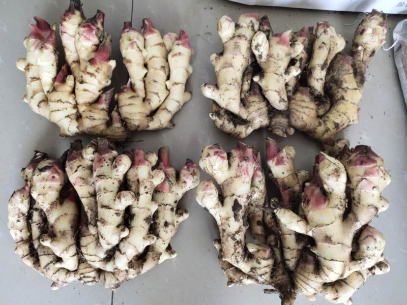 窖子姜，圆头姜，现挖现卖，安丘市大姜，存库大姜，咸菜大姜