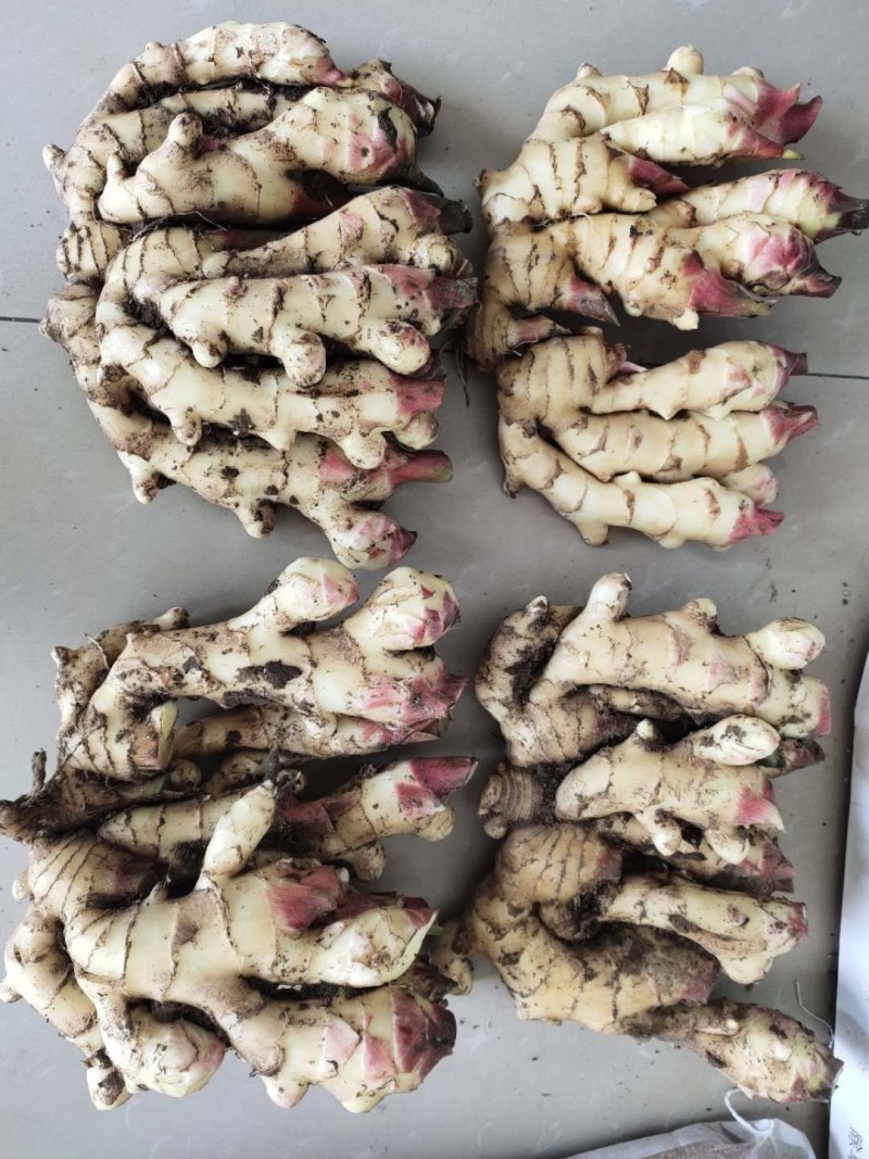 窖子姜，圆头姜，现挖现卖，安丘市大姜，存库大姜，咸菜大姜