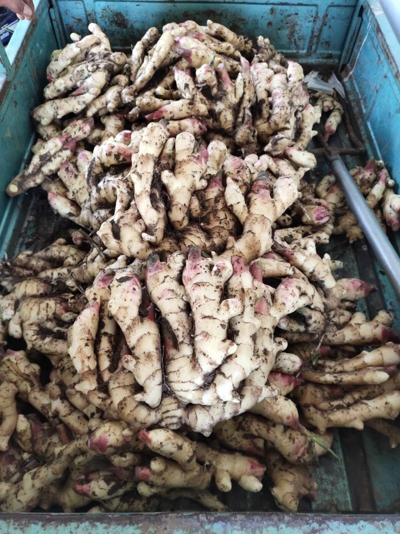 窖子姜，圆头姜，现挖现卖，安丘市大姜，存库大姜，咸菜大姜