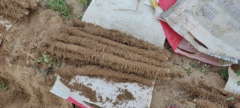 内黄县山药大量上市？？