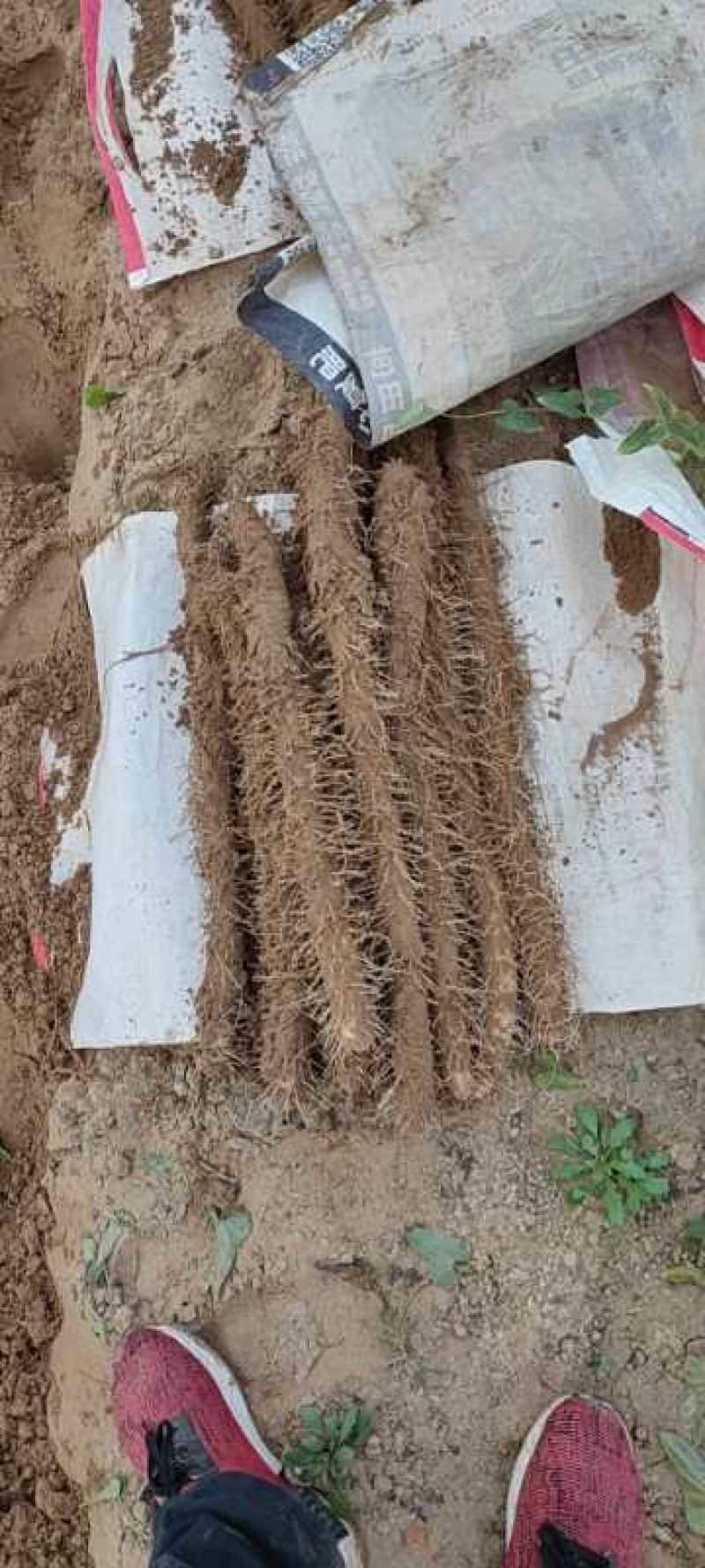内黄县山药大量上市？？