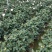 香茶花，香妃茶，支持现场视频看货，福建龙岩永福基地直销