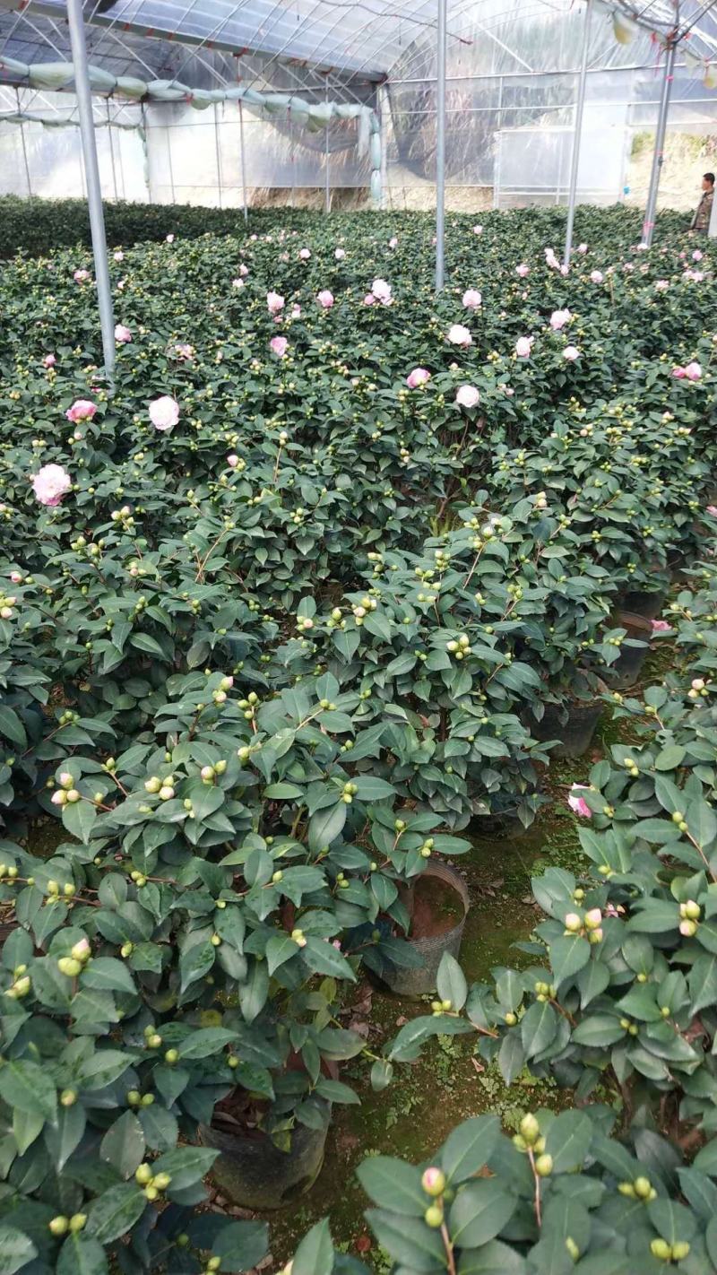 香茶花，香妃茶，支持现场视频看货，福建龙岩永福基地直销