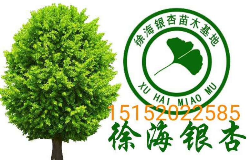 胸径15公分银杏树，20公分银杏树，25公分银杏树价格