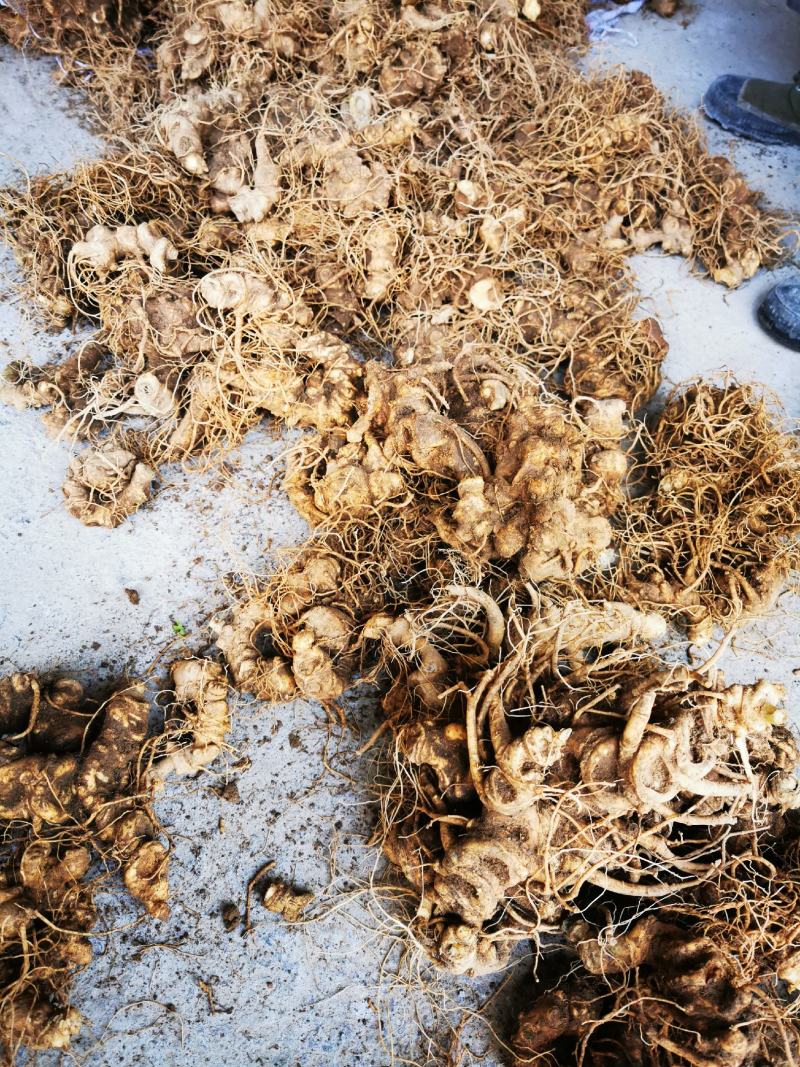 竹节参种苗，大叶竹节参，一年多年生种苗，成活率高