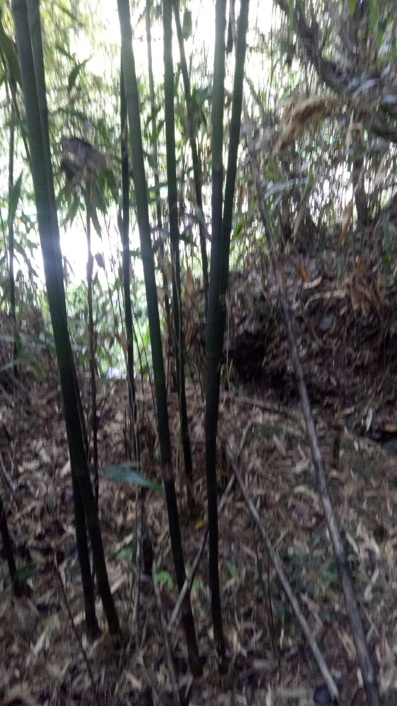 苦竹，现挖现发，诚信经营，绿化苗木，货源充足，