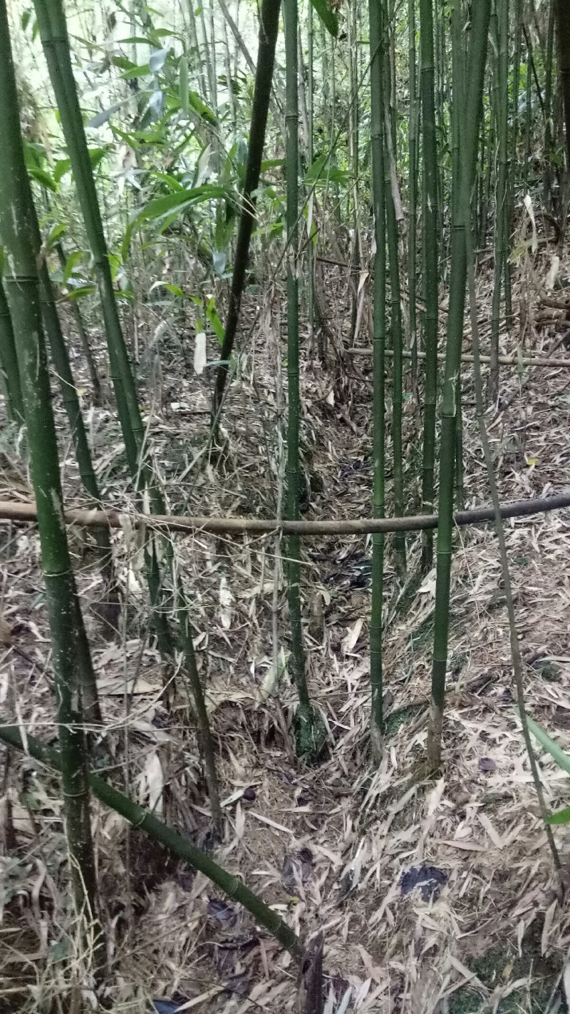 苦竹，现挖现发，诚信经营，绿化苗木，货源充足，