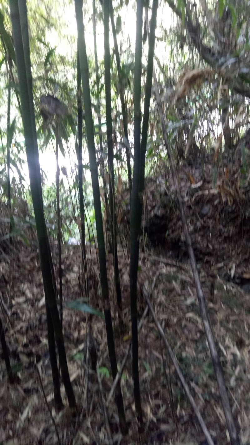 苦竹，现挖现发，诚信经营，绿化苗木，货源充足，