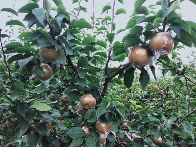 梨，黄梨，晚秋黄梨，广东梨，江苏晚秋黄梨代办，全国代发