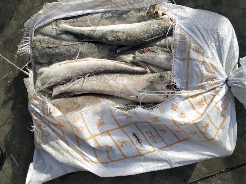 鳕鱼无须鳕鱼三去，船冻原料国产，价格请详询