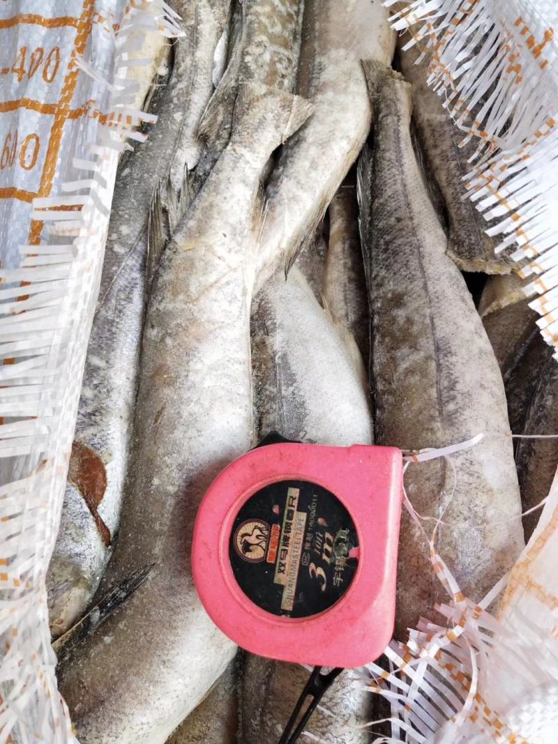 鳕鱼无须鳕鱼三去，船冻原料国产，价格请详询