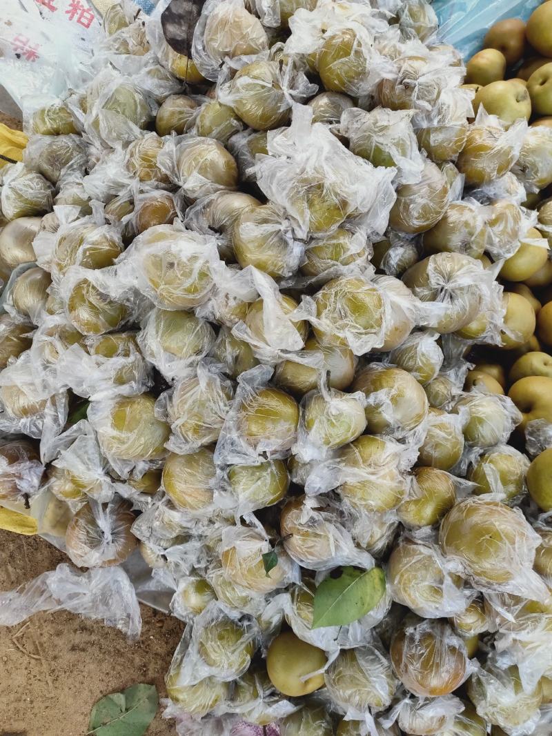 梨，黄梨，晚秋黄梨，广东梨，江苏晚秋黄梨代办，全国代发