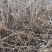 刺嫩芽苗（刺老包)（乌龙头）