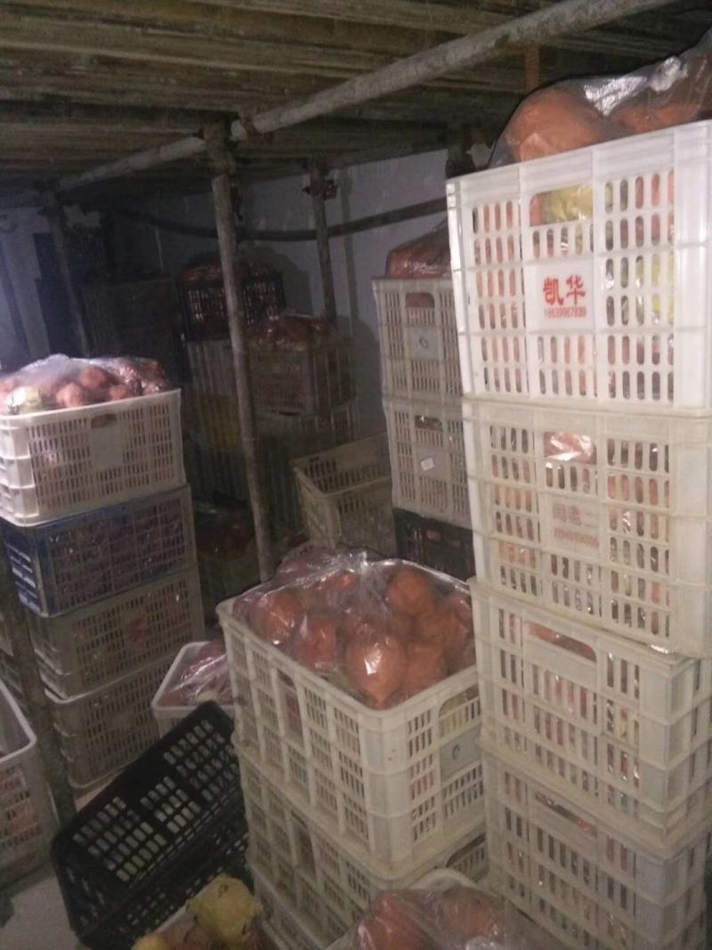 河南南阳方城博望坡黄金梨今天走货两块一支持走电商一件代