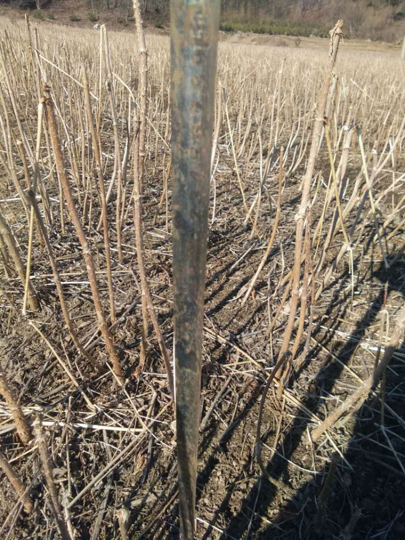 刺嫩芽（刺老包）（乌龙头）