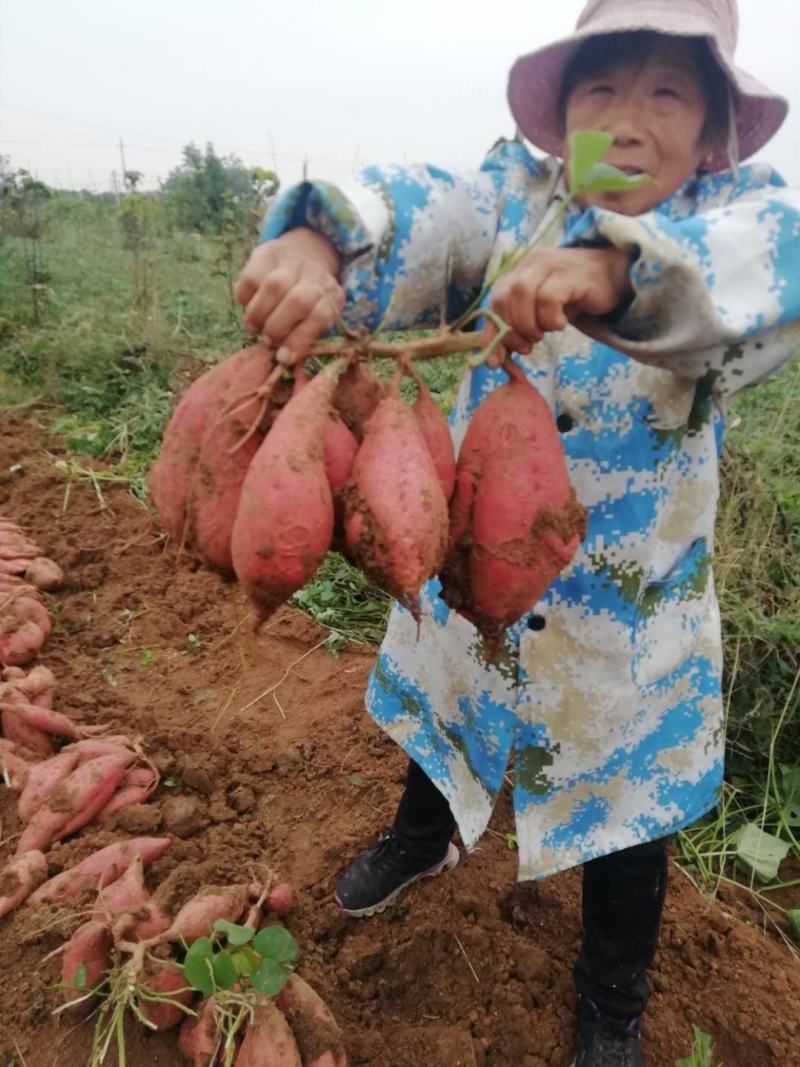 漯河市召陵区红薯现货、烟薯25