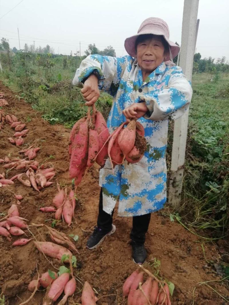 漯河市召陵区红薯现货、烟薯25