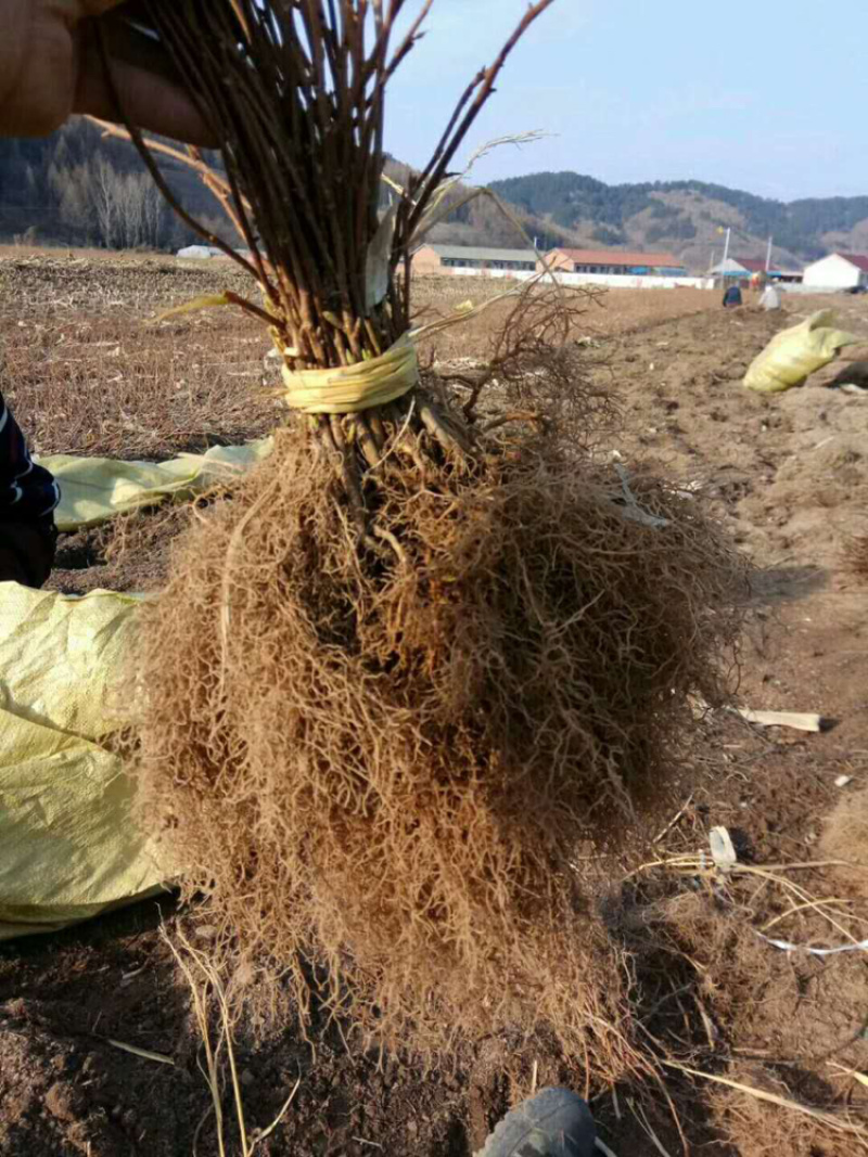 五味子苗（出售北五味子苗）