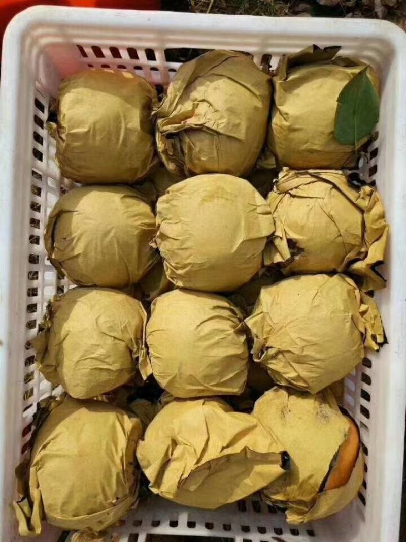 黄梨大量批发晚秋黄梨，口感特好