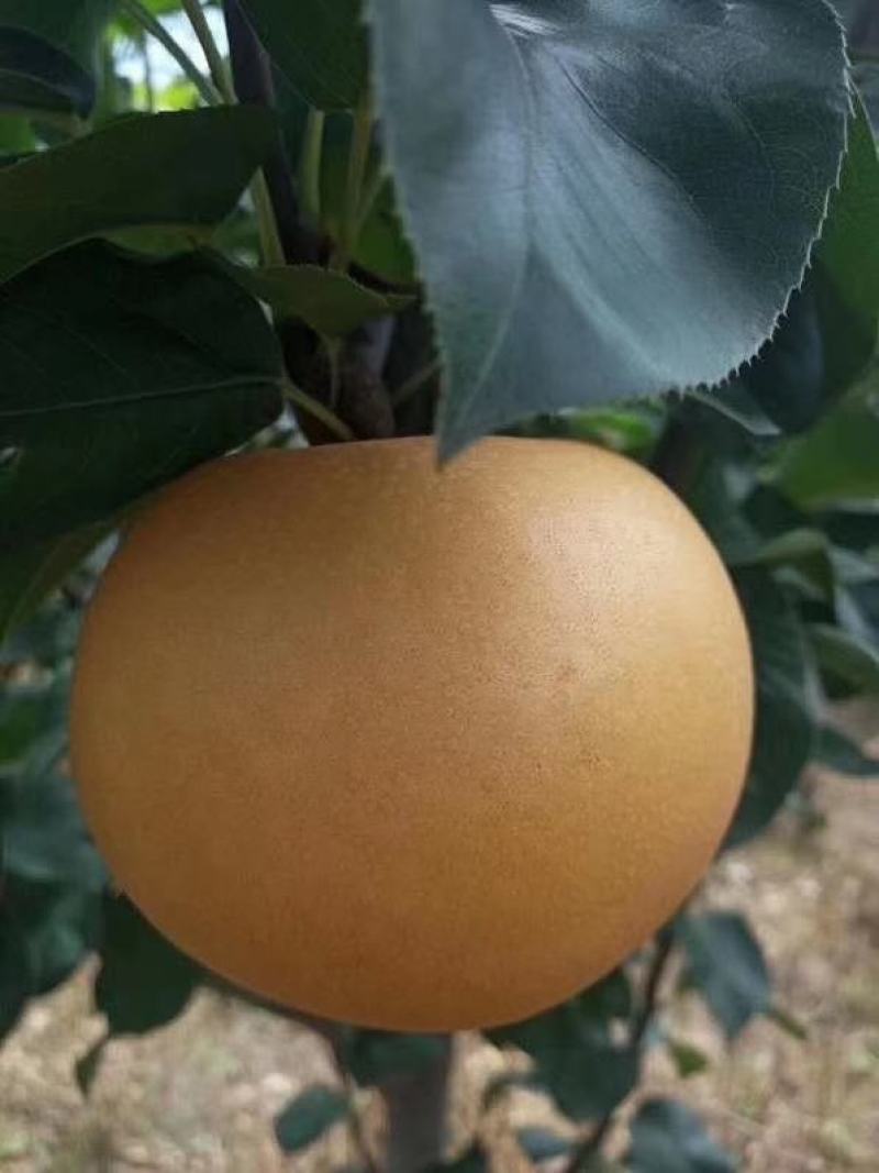 黄梨大量批发晚秋黄梨，口感特好