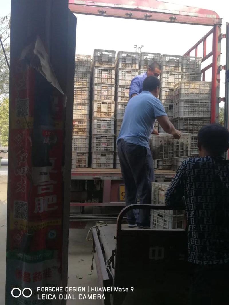黄梨大量批发晚秋黄梨，口感特好
