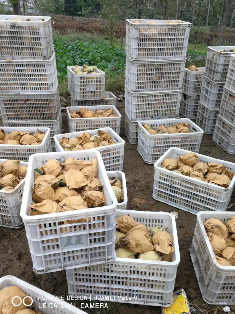 黄梨大量批发晚秋黄梨，口感特好