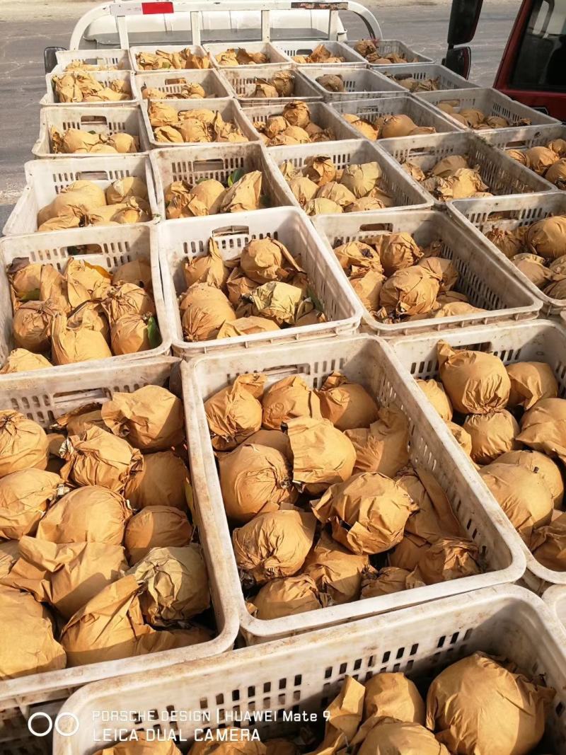 黄梨大量批发晚秋黄梨，口感特好
