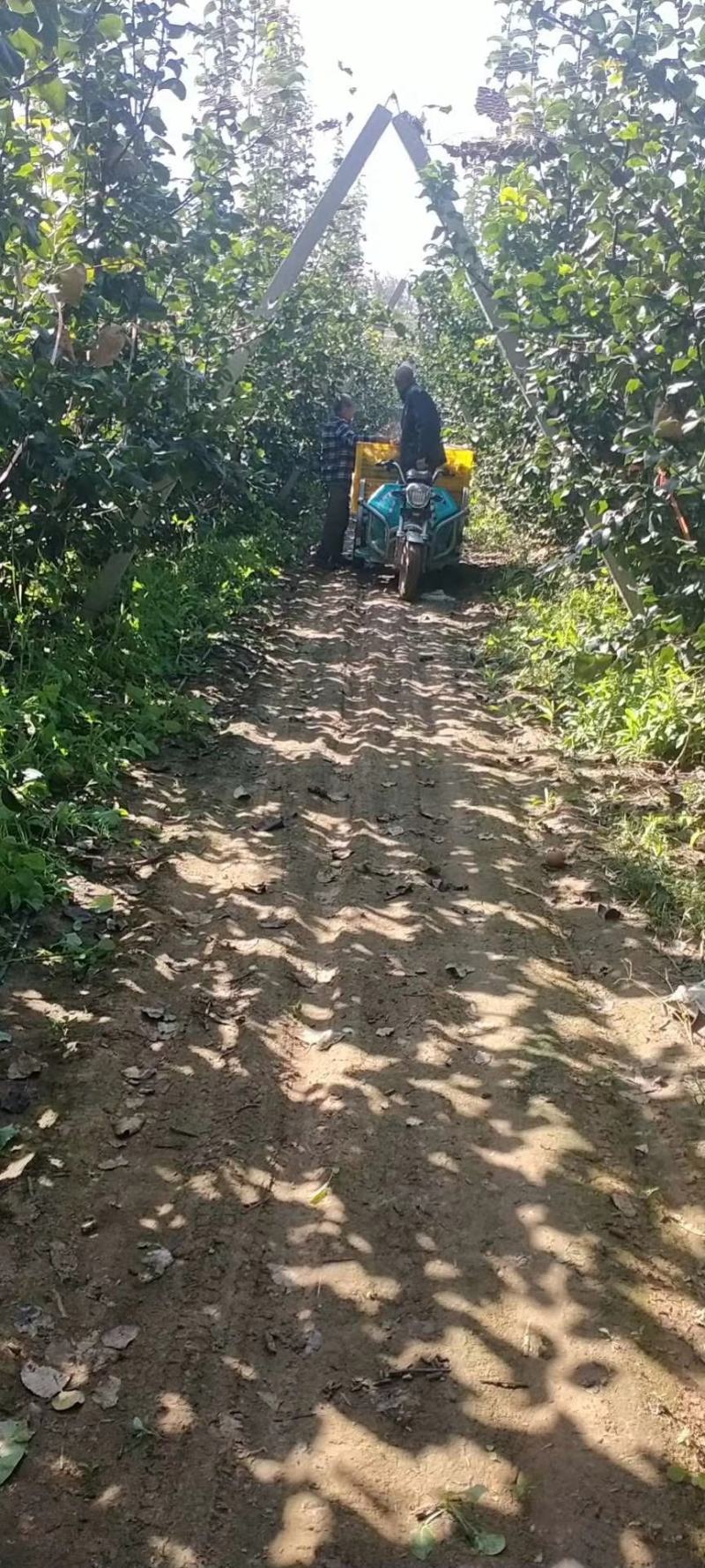黄梨大量批发晚秋黄梨，口感特好