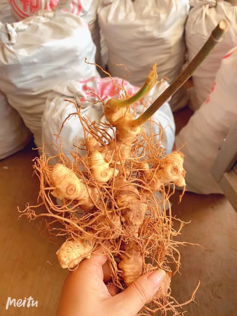 黄精育苗小块茎可以直接下地无需要分割没伤口不腐烂