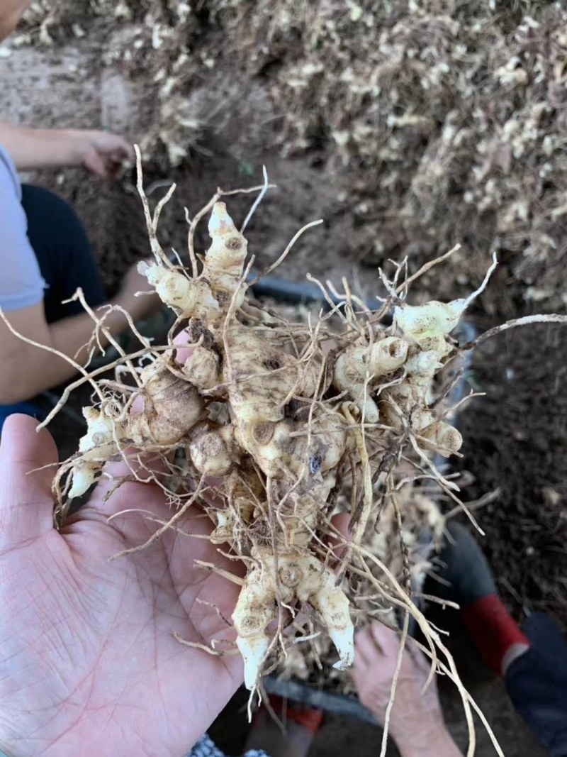 黄精育苗小块茎可以直接下地无需要分割没伤口不腐烂