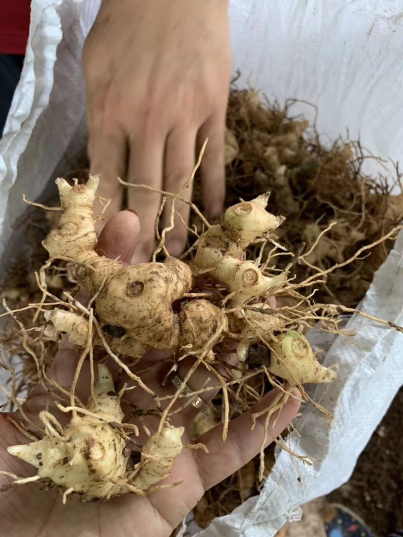 黄精育苗小块茎可以直接下地无需要分割没伤口不腐烂