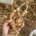 黄精育苗小块茎可以直接下地无需要分割没伤口不腐烂