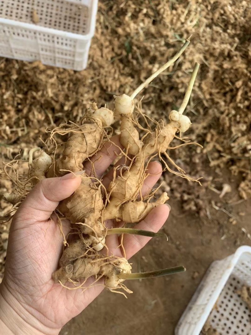 黄精育苗小块茎可以直接下地无需要分割没伤口不腐烂