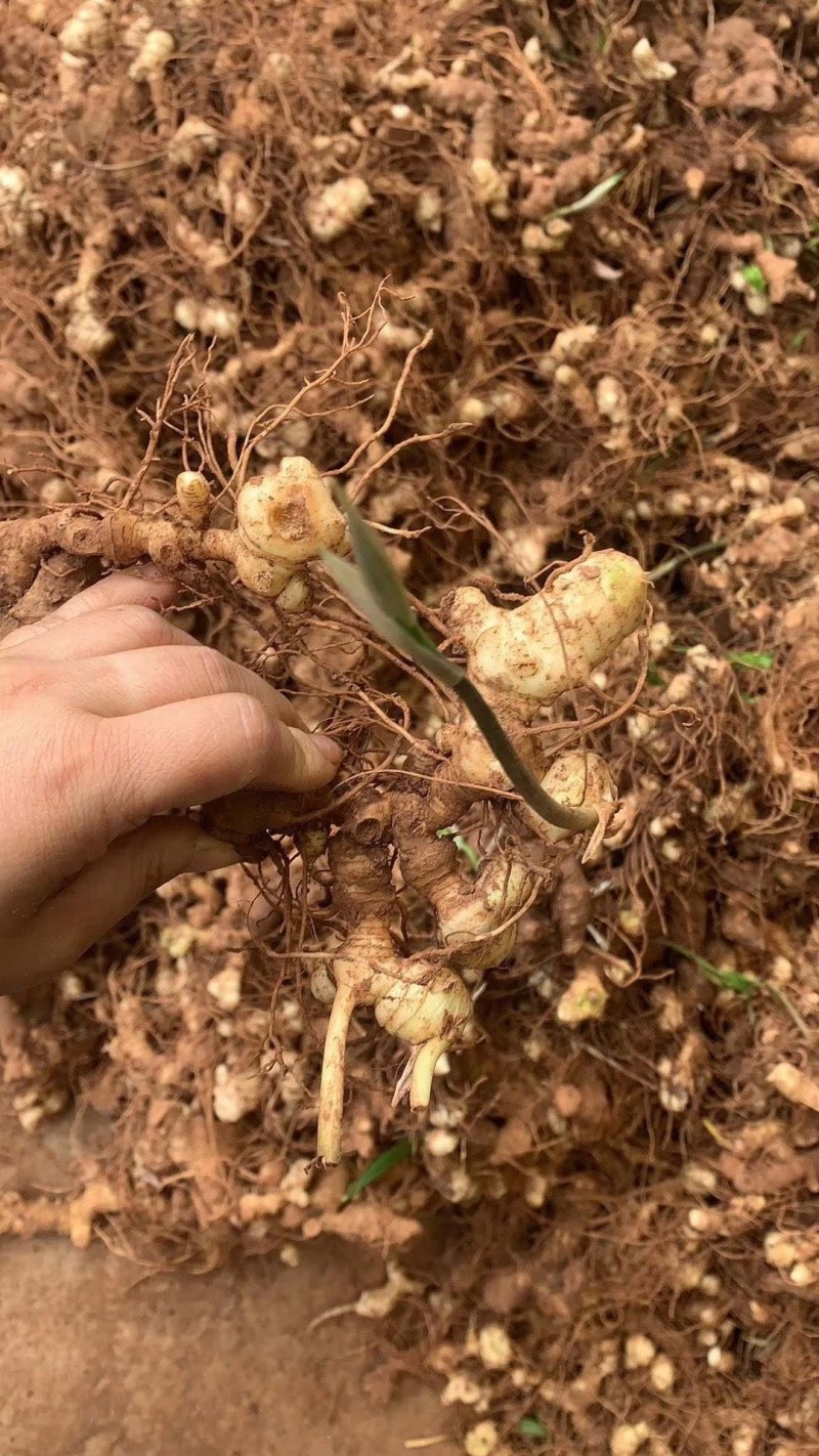 黄精育苗小块茎可以直接下地无需要分割没伤口不腐烂
