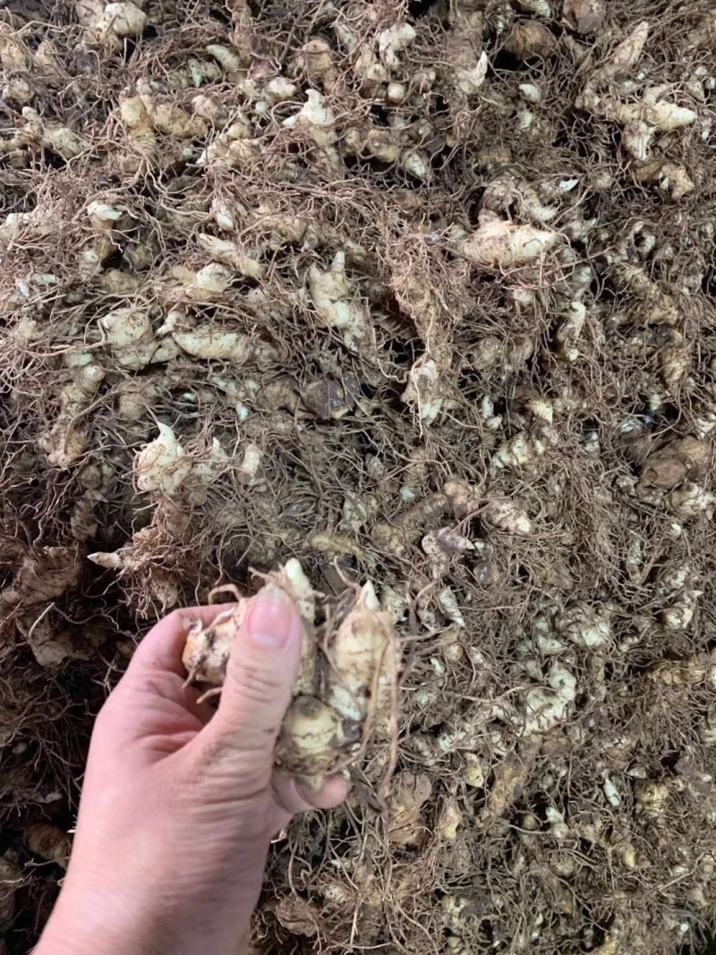 黄精育苗小块茎可以直接下地无需要分割没伤口不腐烂