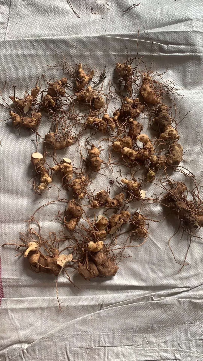黄精育苗小块茎可以直接下地无需要分割没伤口不腐烂