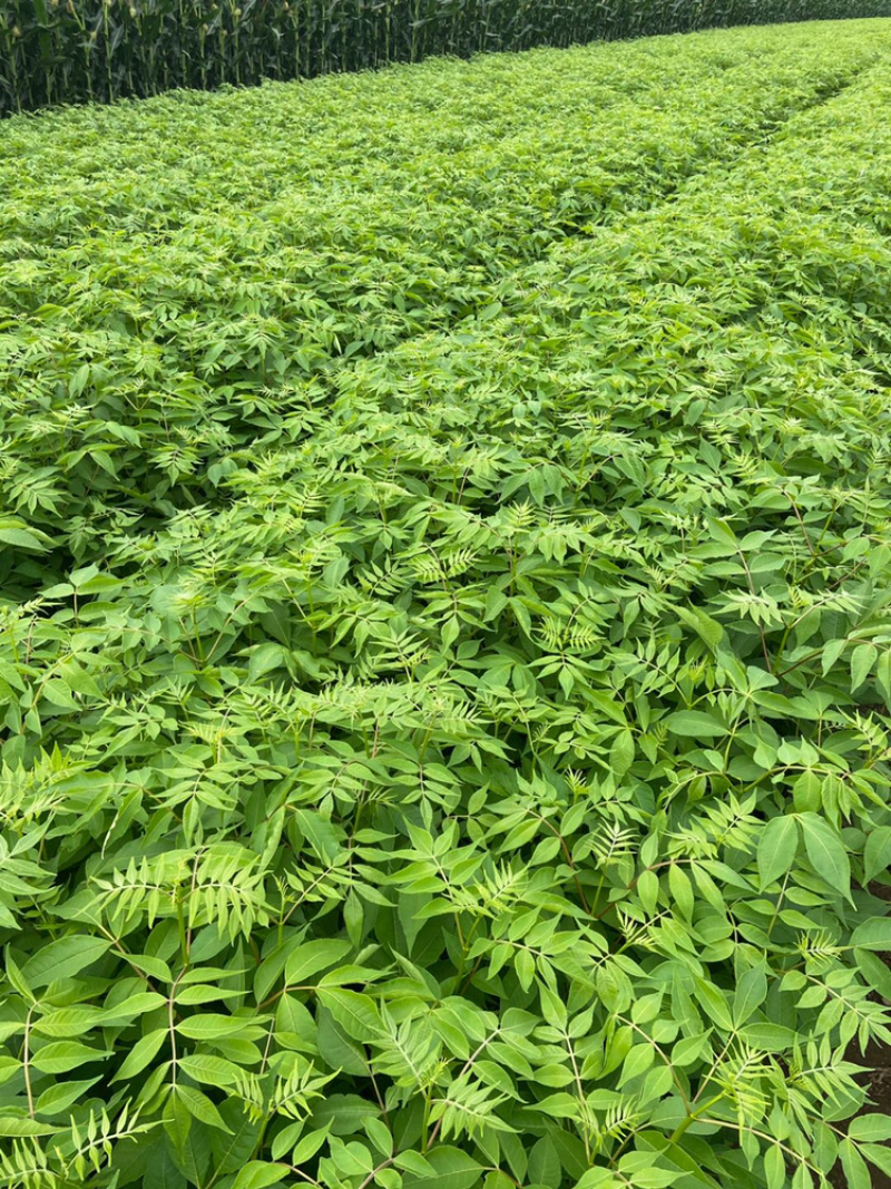 黄菠萝苗（黄柏苗）出售各种树苗