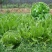 鲁梅克斯种子进口俄罗斯饲料菜多年生耐寒四季牧草种籽