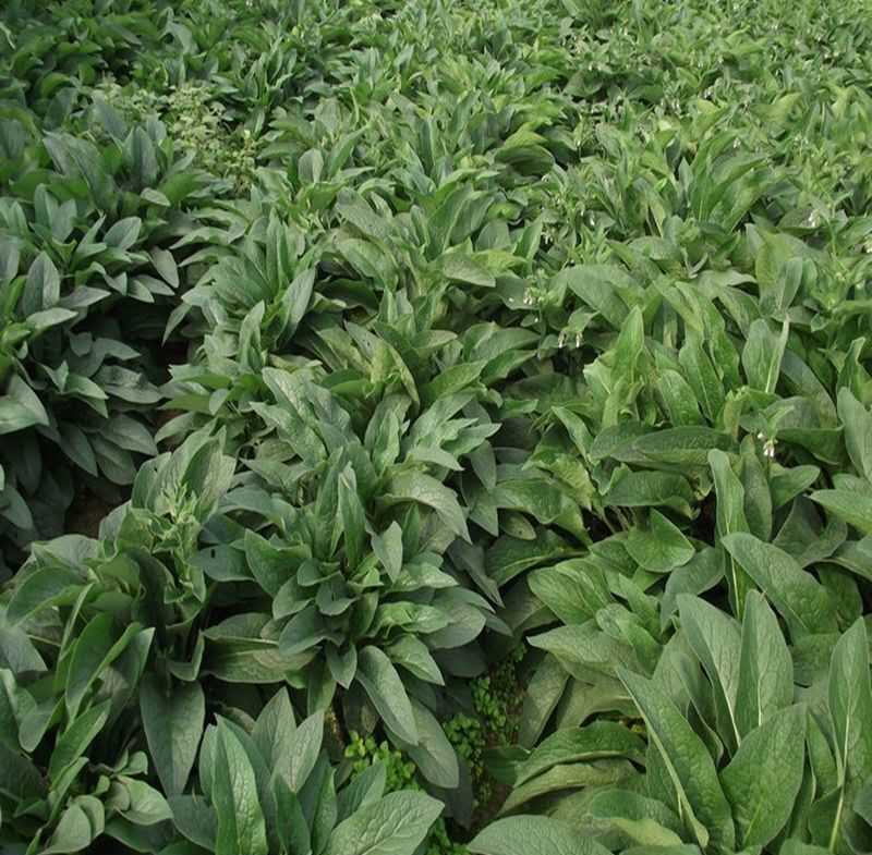 鲁梅克斯种子进口俄罗斯饲料菜多年生耐寒四季牧草种籽