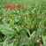 鲁梅克斯种子进口俄罗斯饲料菜多年生耐寒四季牧草种籽