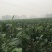 杜仲