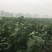 杜仲