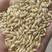 大麦带壳大麦做酒大麦精选大麦饲料大麦50斤装