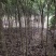 自产自销湖南八月桂米径4-5-6-8公分的桂花