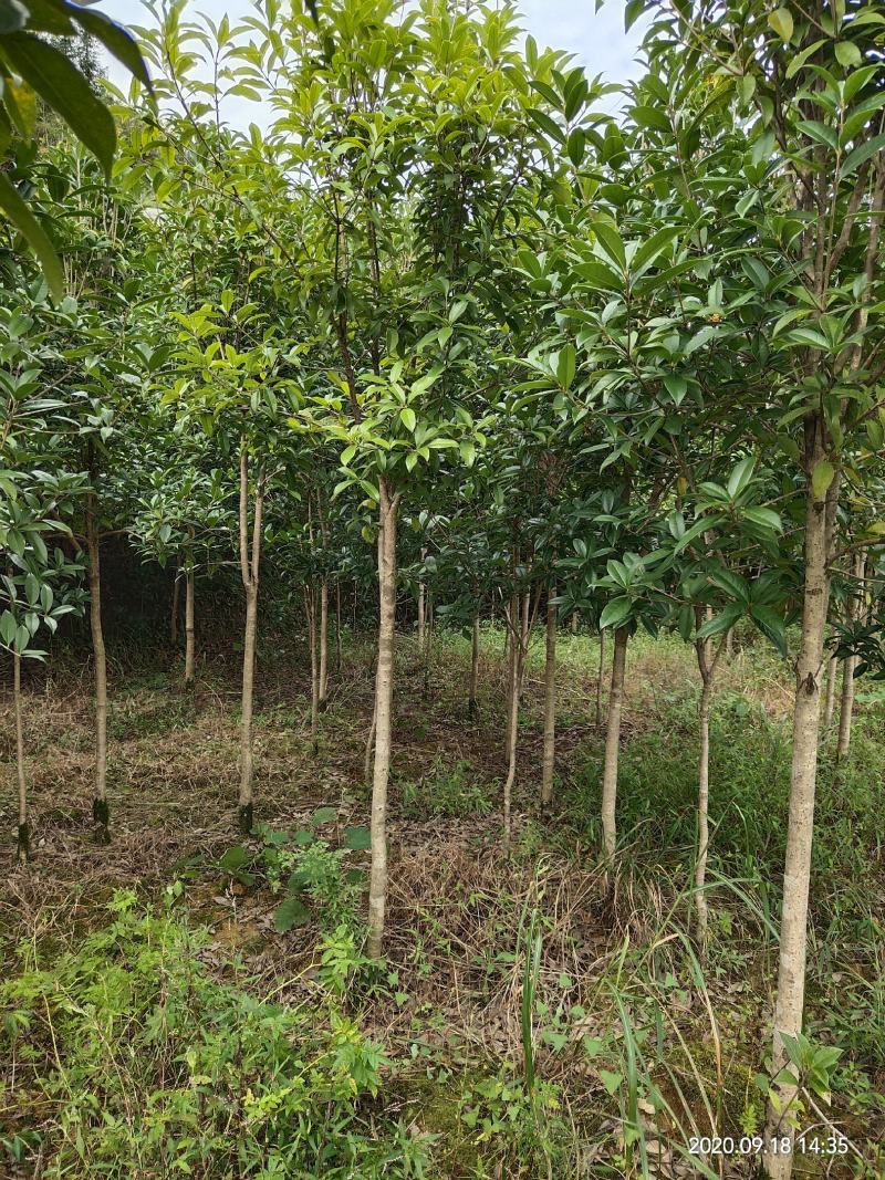 自产自销湖南八月桂米径4-5-6-8公分的桂花