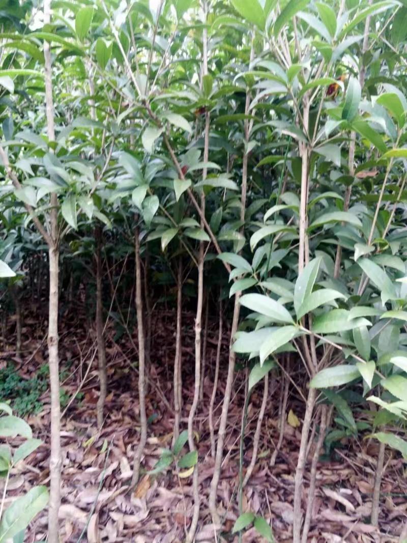 自产自销湖南八月桂米径4-5-6-8公分的桂花