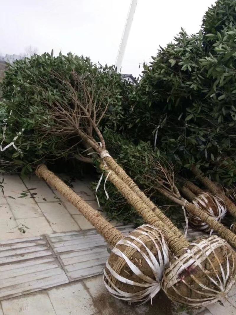 自产自销湖南八月桂米径4-5-6-8公分的桂花