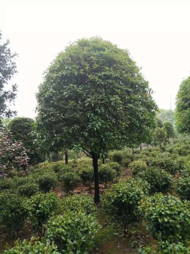 自产自销湖南八月桂米径4-5-6-8公分的桂花