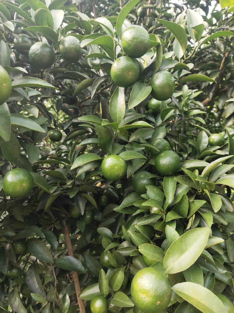 柑橘，青皮，巴西，青香橘