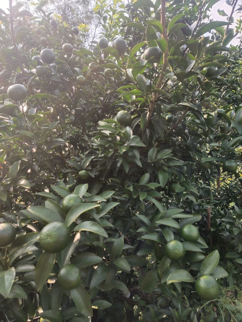 柑橘，青皮，巴西，青香橘